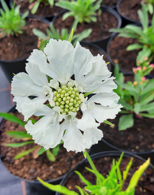 Scabiosa caucasica `Fama weiß`